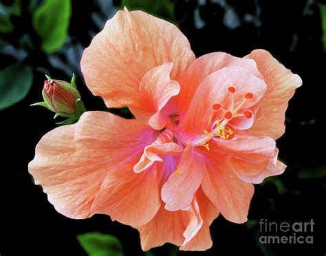 Chinese Hibiscus In Spring Photograph By Linda Brittain Fine Art America
