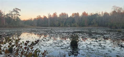 Swansea, Calhoun County, SC Undeveloped Land, Hunting Property for sale