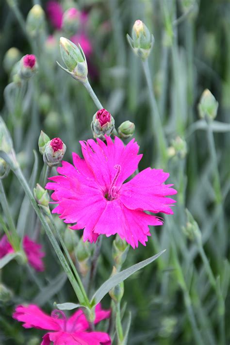 At home depot, getting involved in our community is important to us. Neon Star Pinks (Dianthus 'Neon Star') in Oklahoma City ...