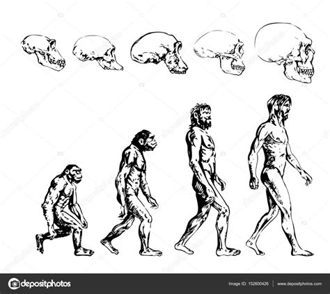 Evolution Of The Primitive Man And His Skull Sketch Stock Vector Image