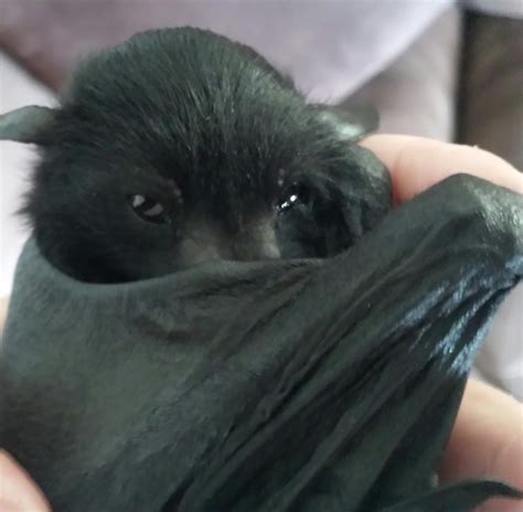 Baby Flying Fox Practicing His Best Dracula Impression Baby