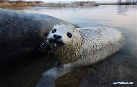 Newborn Spotted Seal Cub Seen In Yantai City E China 15