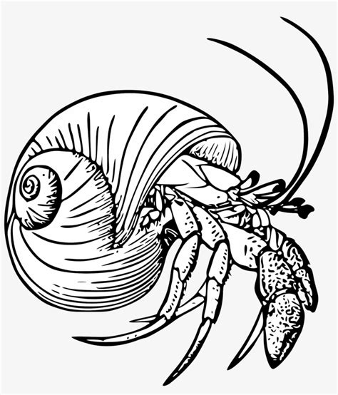 Order your kit with live hermit crabs now or receive your kit with a hermit crab starter kit lets children keep cute purple pincher hermit crabs as pets. Graphic Black And White Stock Drawing Crabs Hermit ...