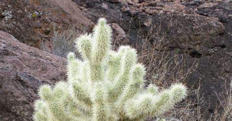 Cholla cactus represent more than 20 species of the opuntia genus (family cactacea) in the north american deserts. Cannundrums: Teddy Bear Cholla
