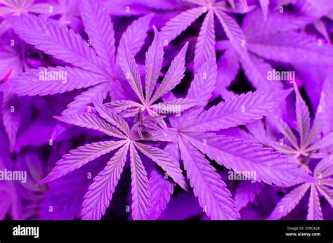 Purple Weed Leaves