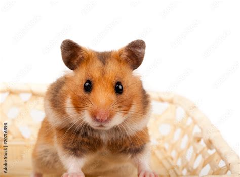 Golden Or Syrian Hamster Goldhamster Mesocricetus Auratus Stock