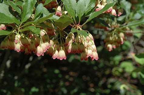 A végrehajtó hatalmat a miniszterek tanácsa gyakorolja. Hollandia Red Enkianthus (Enkianthus campanulatus 'Hollandia Red') in Boston Concord Sudbury ...