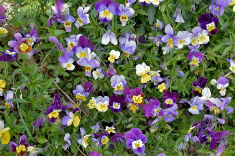 Johnny Jump Up Violas Care And Growing Guide