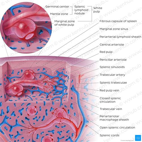 Spleen Histology Location Functions Structure Kenhub