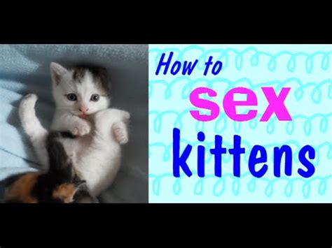How To Sex A Kitten Petswall