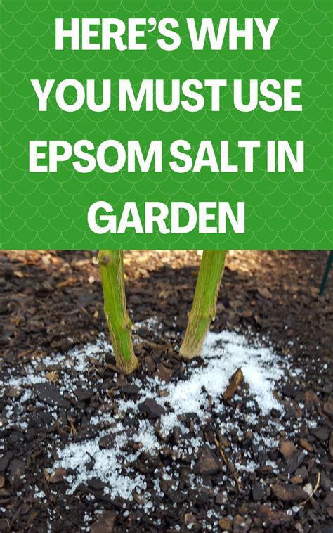 Heres Why You Must Use Epsom Salt In Garden Gardening Sun In 2021