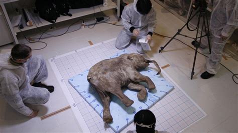 Woolly Mammoth Skeleton Found In Siberia Russia Kidsnews