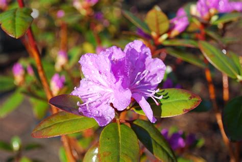 Pjm Rhododendron Kiwi Nurseries Ltd