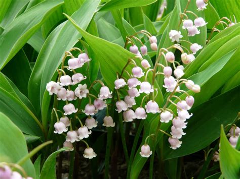 Convallaria Majalis Var Rosea Pink Lily Of The Valley World Of