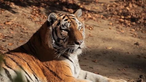 Orange Siberian Tiger Relaxing In Wild Stock Footage Video 1897837