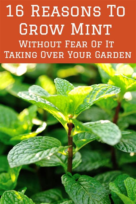 16 Reasons To Grow Mint Without Fear Of It Taking Over Your Garden