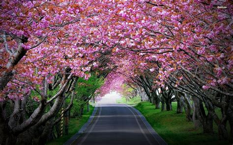 Japanese Garden Cherry Blossom Wallpapers Top Free Japanese Garden