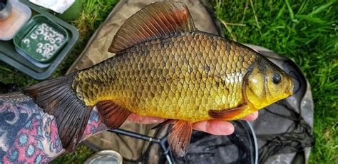 How To Catch A Crucian Carp Tips For Crucian Fishing Ace Lures