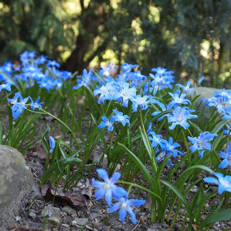 Free Photo Blue Flowers Spring Garden Free Image On Pixabay 745160