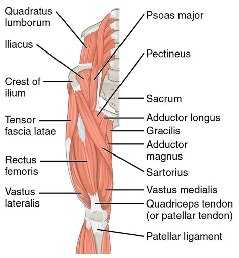 Why Your Leg Day Needs The Heel Elevated Goblet Squat WorkoutScience Net