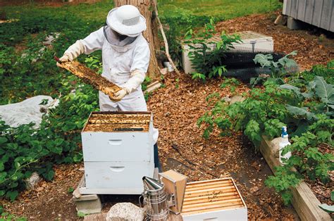 The Backyard Bee Keeper Edible Cape Cod