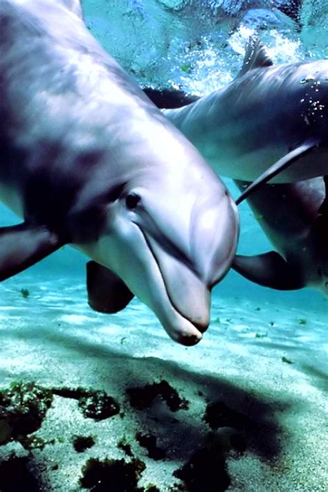🔥 44 Dolphin Wallpaper Swim Wallpapersafari