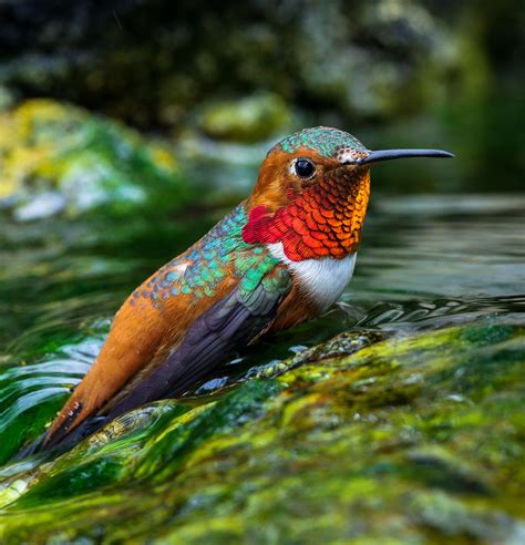 Allens Hummingbird Most Beautiful Birds Bird Photography Beautiful