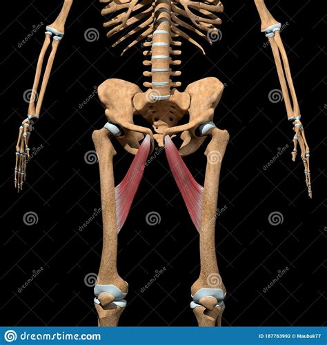 Human Adductor Longus Muscles On Skeleton Stock Illustration