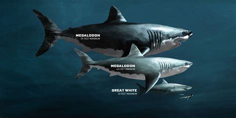 Megalodon Types Of Sharks Megalodon Shark