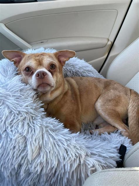 Chihuahua Named Prancer Goes Viral For Mean Personality