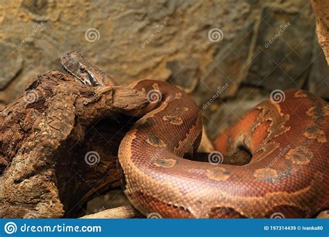 Red Short Tailed Python Stock Image Image Of Wood Nature 197314439
