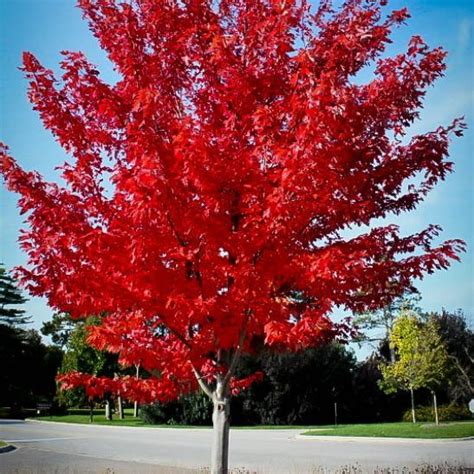 Autumn Flame Red Maple With Images Landscaping With Rocks Best