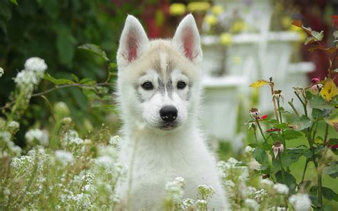 Sable And White Siberian Husky Puppy Beside White Flowers At Daytime Hd