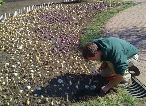 Season Ending Jobs And Bulb Planting This Month In The