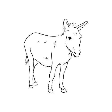 Donkey Vector Sketch 36380446 Vector Art At Vecteezy