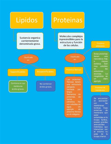 50 Mapa Conceptual De Las Proteinas The Latest Campor