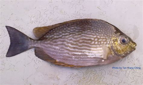 Klasifikasi dan Morfologi Ikan baronang/Ikan Samadar/Ikan Muriat