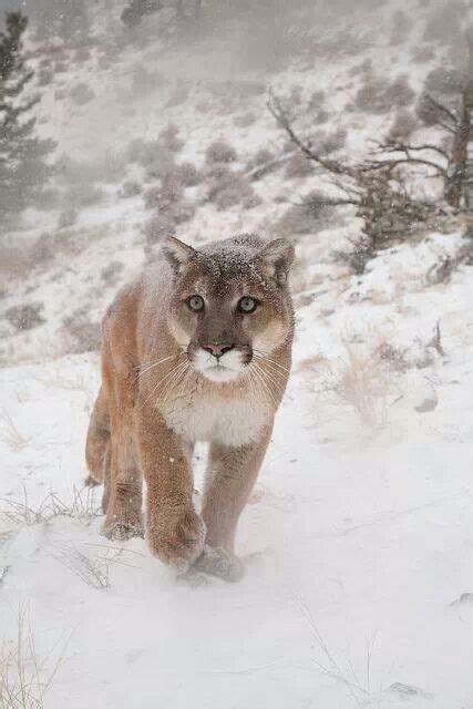 Walk In The Snow Cougarsmountain Lions Pinterest