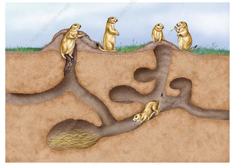 How Do Prairie Dogs See Underground