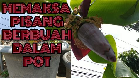 Memaksa Pohon Pisang Berbuah Dalam Pot Ii Tabulampot Pisang Youtube