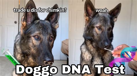 My Dogs Dna Test Shocking 😂 Youtube