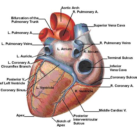 Human Anatomy Heart Vector Clip Art Heart Anatomy Human Heart Diagram Basic Anatomy