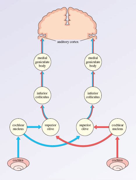 Auditory System Pathway