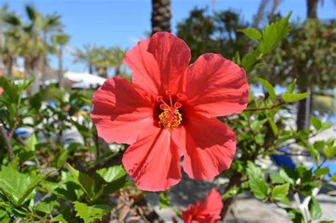 Close Up Of Red Gumamela Flower Free Image Peakpx