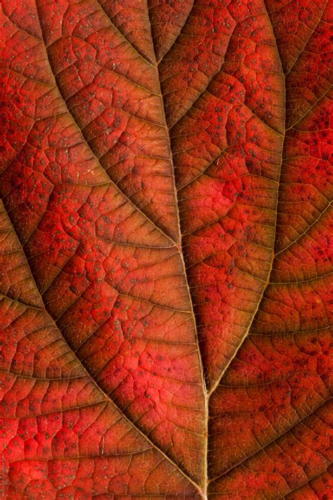 Autumn Leaf Detail Showing Surface Texture And Veins By David Smart