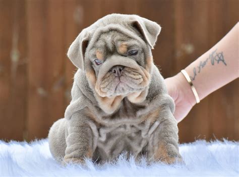 Explore 800 listings for lilac bulldogs for sale at best prices. Lilac English bulldog puppy (With images) | Bulldog ...