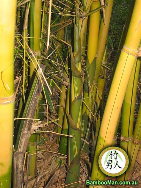 China Gold Bamboo Bambusa Eutuldoides Viridi Vittata Bamboo Whitsunday
