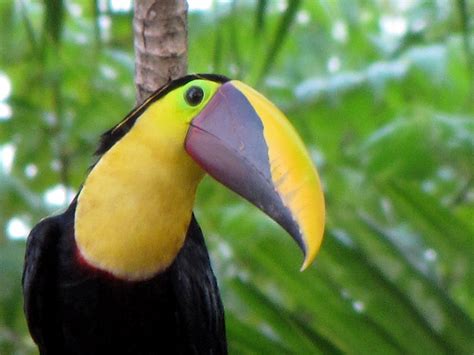 Chestnut Mandibled Toucan Day 7 Andrew Mace Flickr