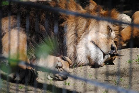 Lion Zoo Animal Photo Gratuite Sur Pixabay Pixabay