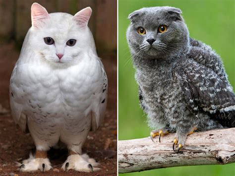 Cat Owls Are The Animal Crossover You Never Knew You